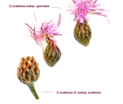 Centaurea scabiosa scabiosa