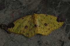 Periclina
