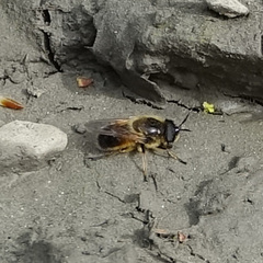 Callicera