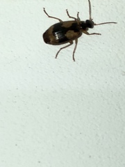 Lebia fuscata