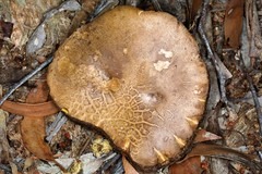 Phlebopus marginatus