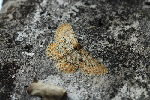 Hypomecis laeca