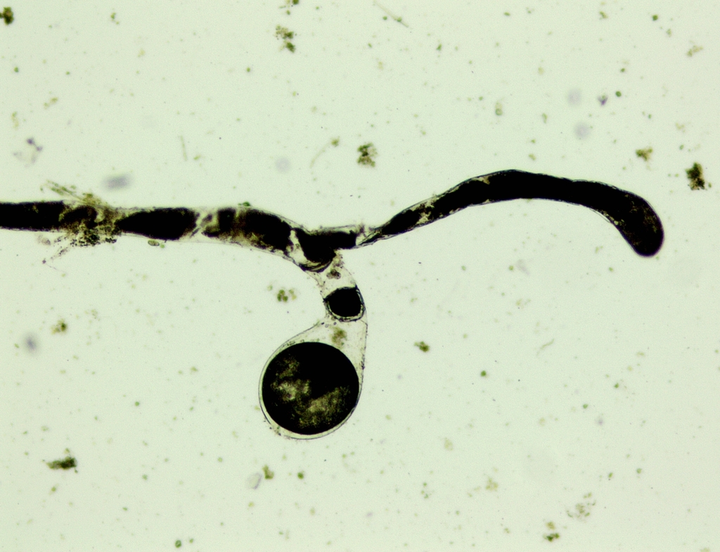 Vaucheria litorea