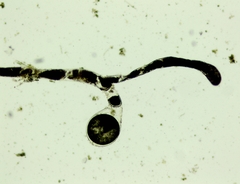 Vaucheria litorea