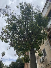 Magnoliopsida