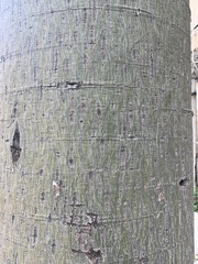 Magnoliopsida