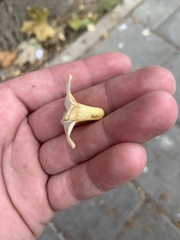 Magnoliopsida