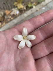 Magnoliopsida