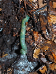 Aporrectodea smaragdina