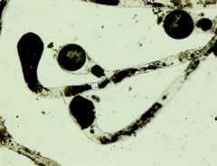 Vaucheria litorea