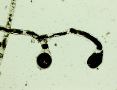 Vaucheria litorea