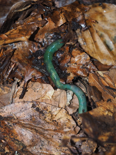 Aporrectodea smaragdina