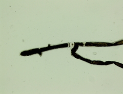 Vaucheria litorea