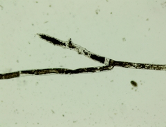 Vaucheria litorea