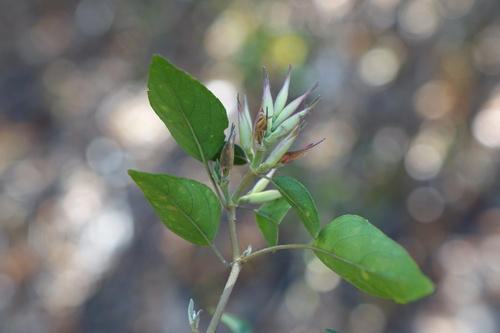 Hypoestes caudata image