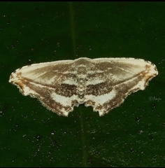 Rhombophylla edentata