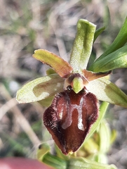 Ophrys exaltata arachnitiformis