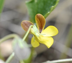 Viola lobata