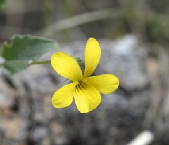 Viola lobata