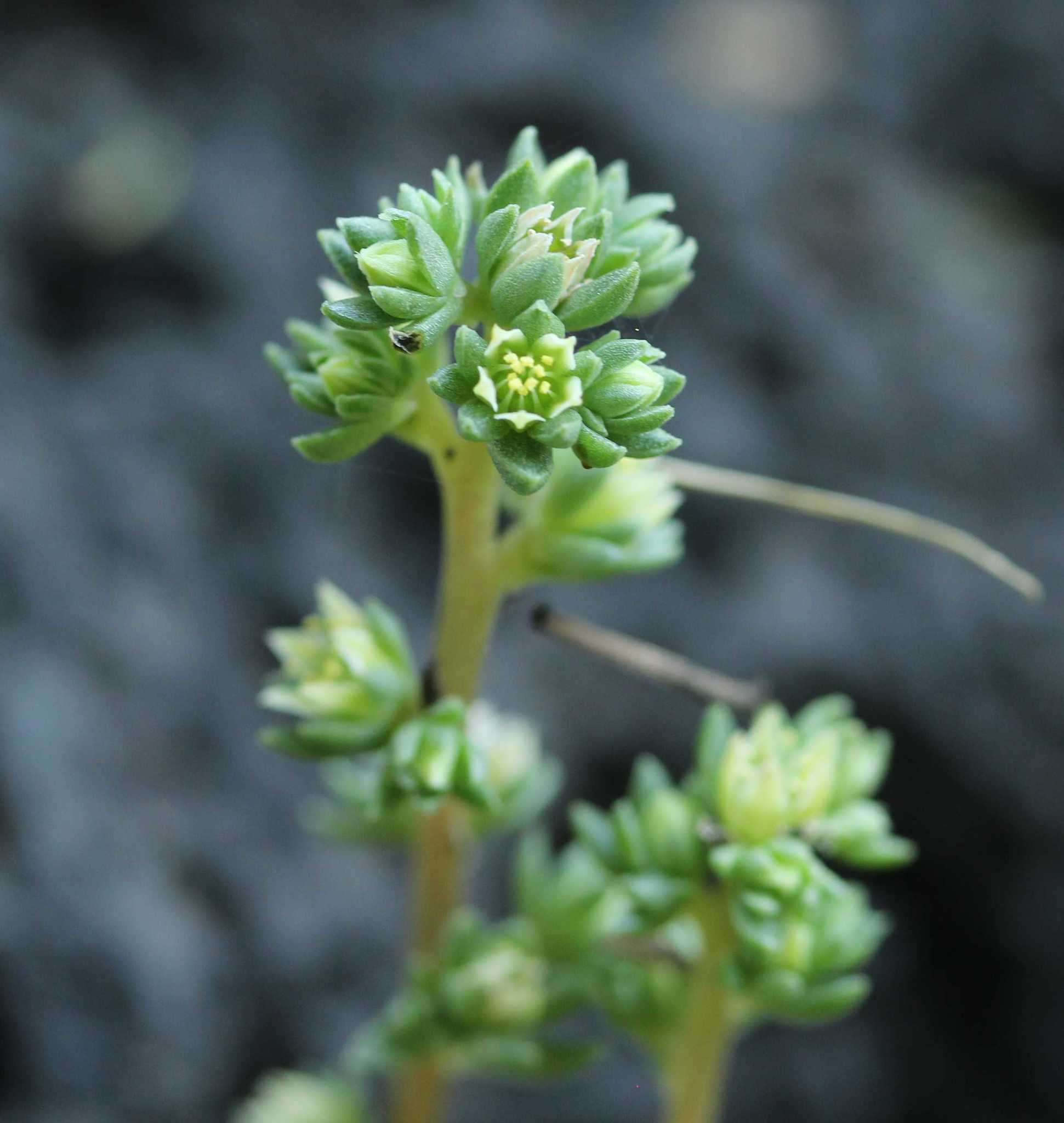 Villadia parviflora 2