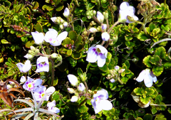 Veronica hookeriana