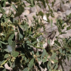 Guardiola platyphylla