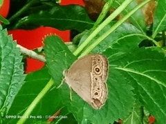 Mycalesis perseoides