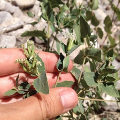 Guardiola platyphylla