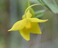 Calochortus amabilis