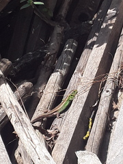 Lacerta agilis