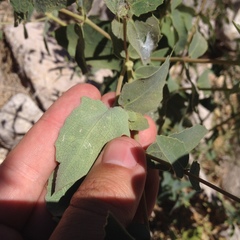 Guardiola platyphylla