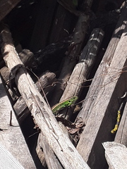 Lacerta agilis