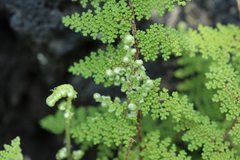 Myriopteris lendigera