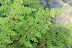 Myriopteris lendigera