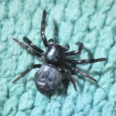 Stiphropus affinis