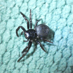 Stiphropus affinis