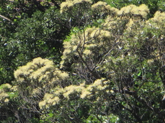 Castanopsis carlesii