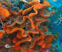 Pentapora foliacea