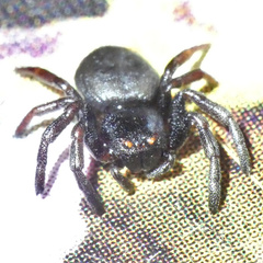 Stiphropus affinis