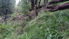 Elymus californicus