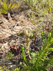 Hemiphora bartlingii