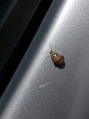 Walterianella tenuicincta