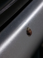 Walterianella tenuicincta