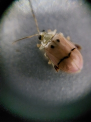 Walterianella tenuicincta