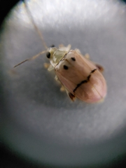 Walterianella tenuicincta