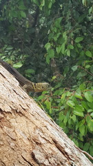 Uracentron flaviceps