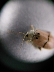 Walterianella tenuicincta