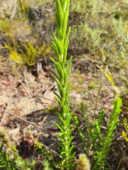Hemiphora bartlingii