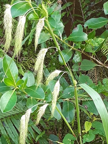 Pennisetum latifolium iNat (1)