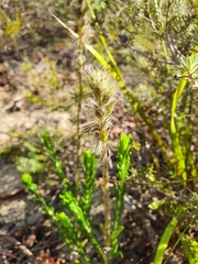 Hemiphora bartlingii